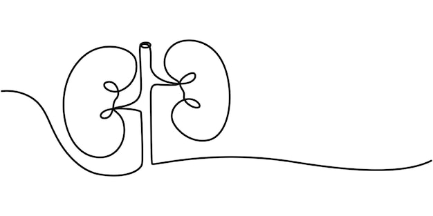 Ilustración vectorial de dibujo de una línea continua del riñón humano Dibujo de línea continua del icono del riñón