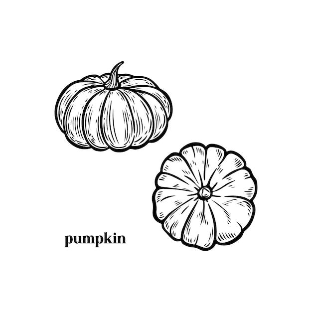 Ilustración vectorial de dibujo de líneas de calabaza