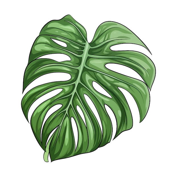 Vector ilustración vectorial de dibujos animados monstera deliciosa dibujada a mano