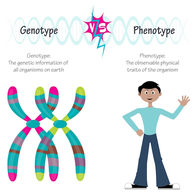 Vector ilustración vectorial de las diferencias entre genotipo y fenotipo