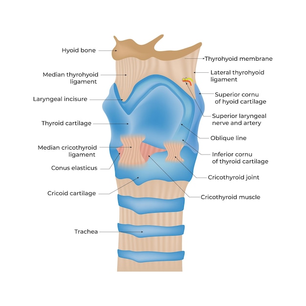 Ilustración vectorial de diseño de la anatomía de la laringe