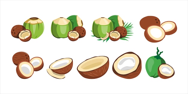 Ilustración vectorial de un diseño de coco fresco