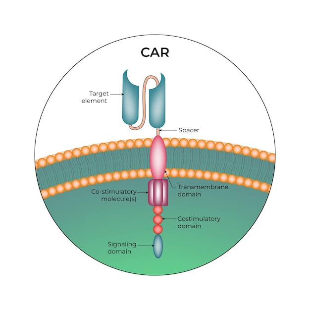 Ilustración vectorial del diseño de la estructura de la célula T de CAR