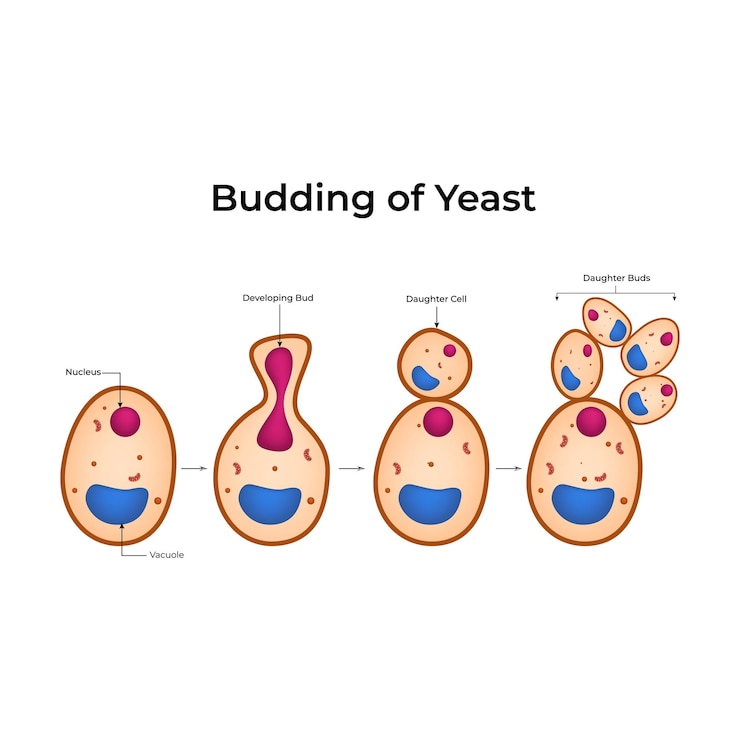 Vector ilustración vectorial de diseño de levadura