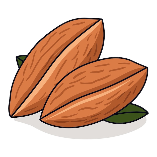 Ilustración vectorial del diseño de la nuez de almendra