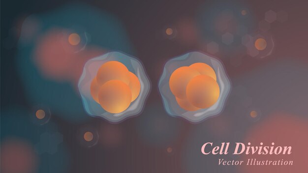 Vector ilustración vectorial de división celular