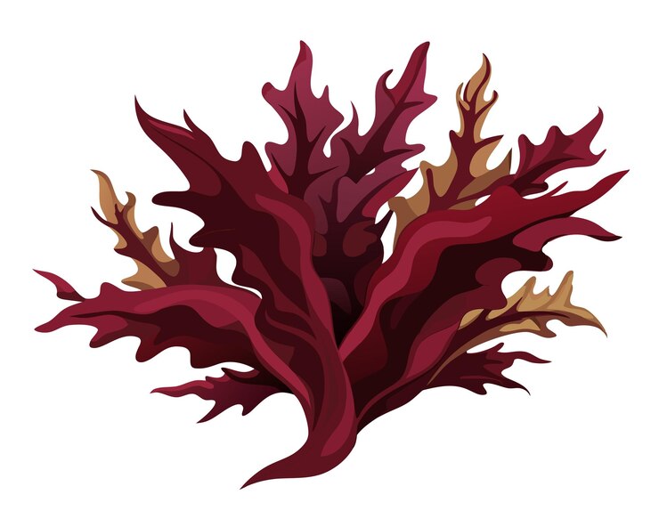 Vector ilustración vectorial de dulse aislada en fondo blanco