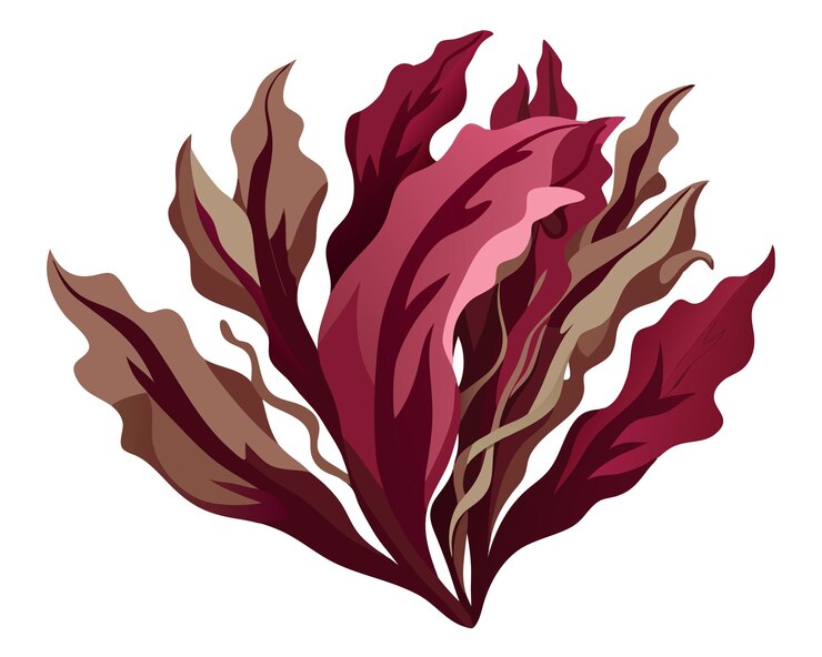 Vector ilustración vectorial de dulse aislada en fondo blanco