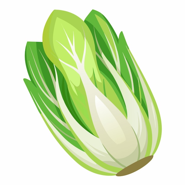 Ilustración vectorial de endiva aislada en fondo blanco