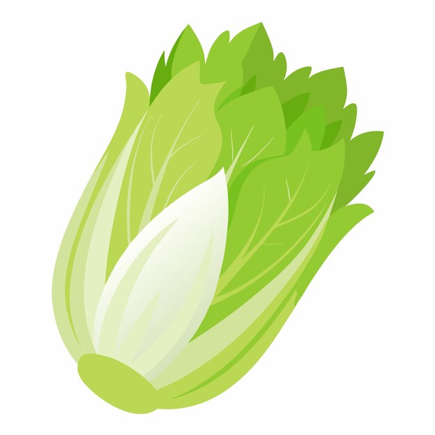 Ilustración vectorial de endiva aislada en fondo blanco