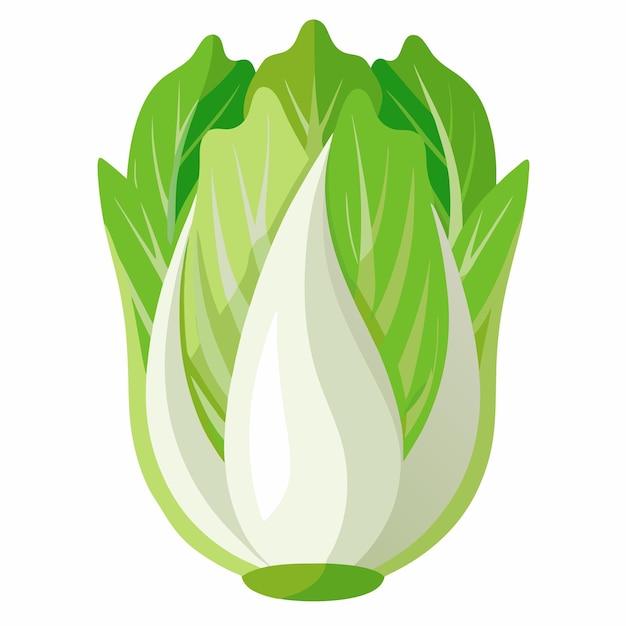Ilustración vectorial de endiva aislada en fondo blanco