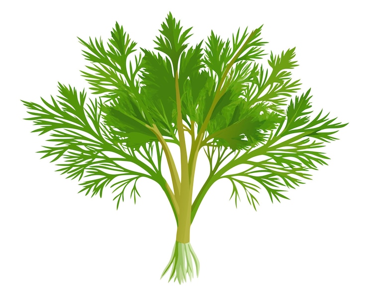Vector ilustración vectorial del eneldo fresco orgánico