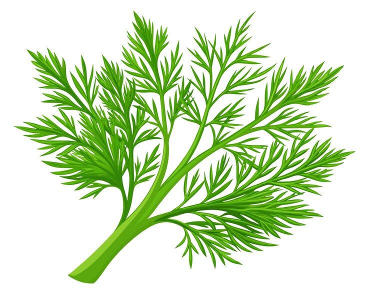 Vector ilustración vectorial del eneldo fresco orgánico