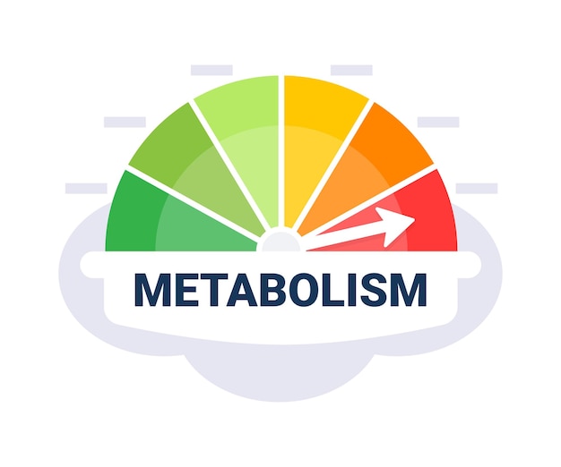 Ilustración vectorial de escala de evaluación de tasa metabólica con zonas indicadoras de metabolismo codificadas por colores