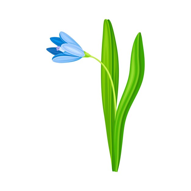 Ilustración vectorial de la especie perenne bulbosa de la flor pendular azul de la gota de nieve o del galanto