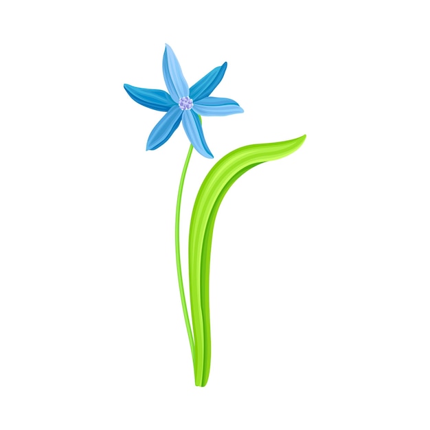Ilustración vectorial de la especie perenne bulbosa de la flor pendular azul de la gota de nieve o del galanto