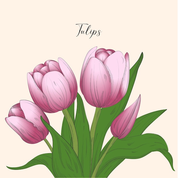 Ilustración vectorial de estilo boceto de flores de tulipán abiertas y cerradas delicadas dibujadas a mano