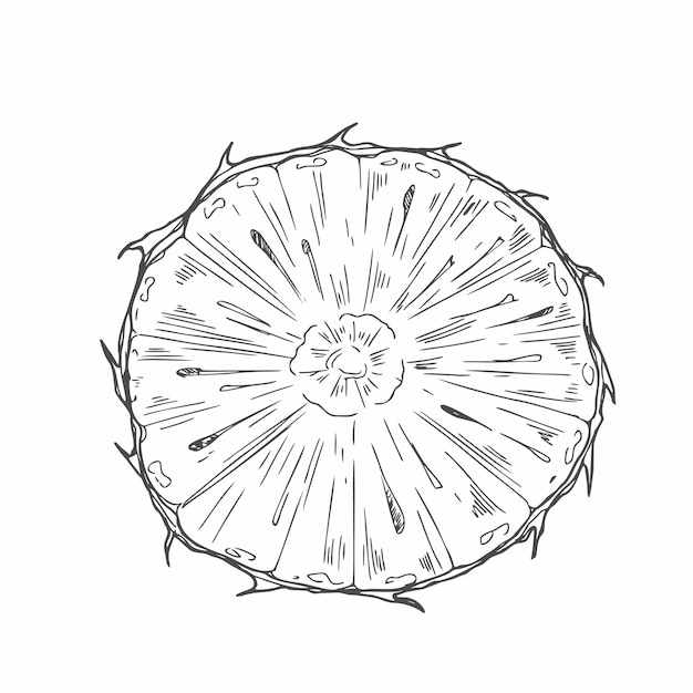 Ilustración vectorial de estilo boceto de una rebanada de piña redonda sin pelar