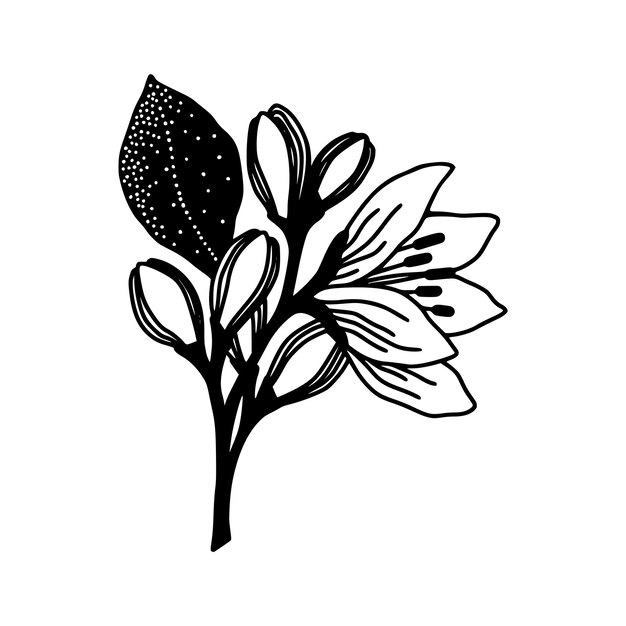 Ilustración vectorial de estilo de contorno de una flor delicada en flor con hoja contra un fondo blanco
