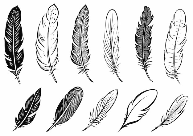 Ilustración vectorial de estilo dibujado a mano de Black and White Feather Set