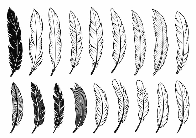 Ilustración vectorial de estilo dibujado a mano de Black and White Feather Set