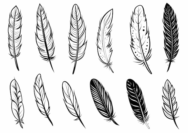 Ilustración vectorial de estilo dibujado a mano de Black and White Feather Set