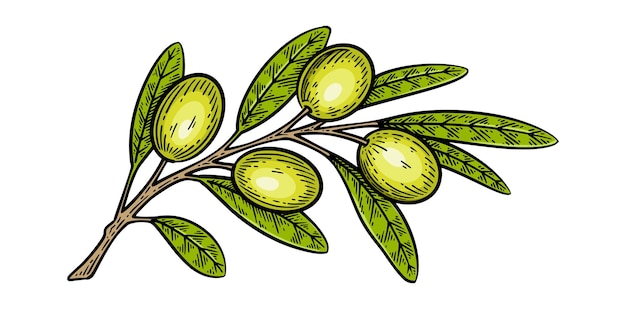 Ilustración vectorial de estilo de grabado vintage de rama de olivo dibujada a mano