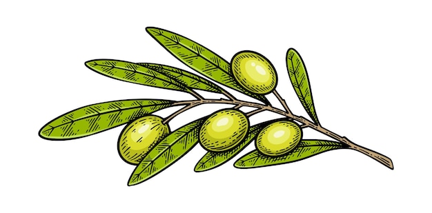Ilustración vectorial de estilo de grabado vintage de rama de olivo dibujada a mano
