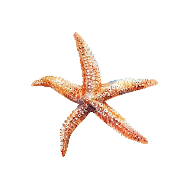 Ilustración vectorial de estrellas de mar en estilo acuarela