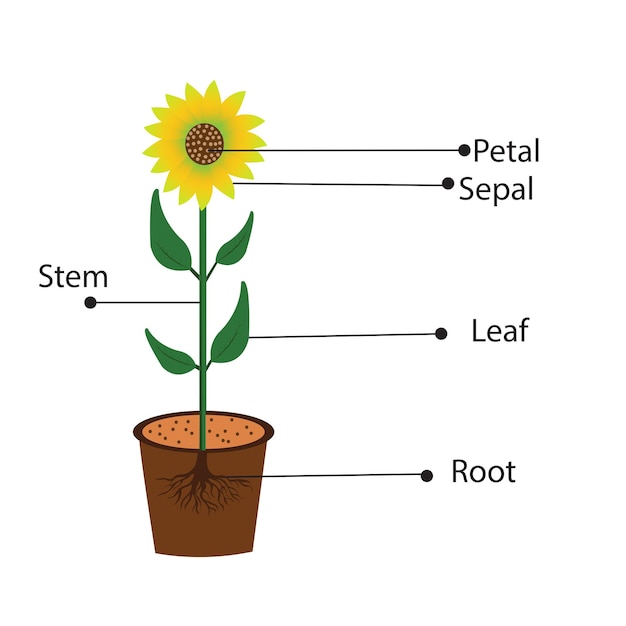 Ilustración vectorial de la estructura del girasol