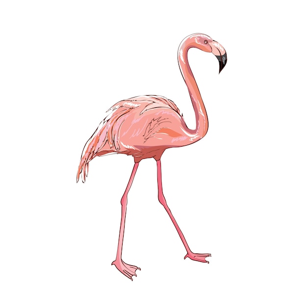 Ilustración vectorial de flamenco rosado aislado