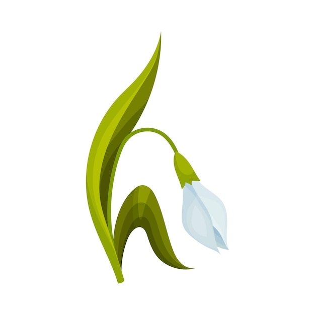 Ilustración vectorial de la flor caída de nieve en el tallo con hojas lineales