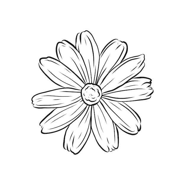 Ilustración vectorial de la flor de camomila dibujada a mano al estilo de dibujos de camomile dibujo de la naturaleza boceto de una planta con flores planta medicinal bebida saludable