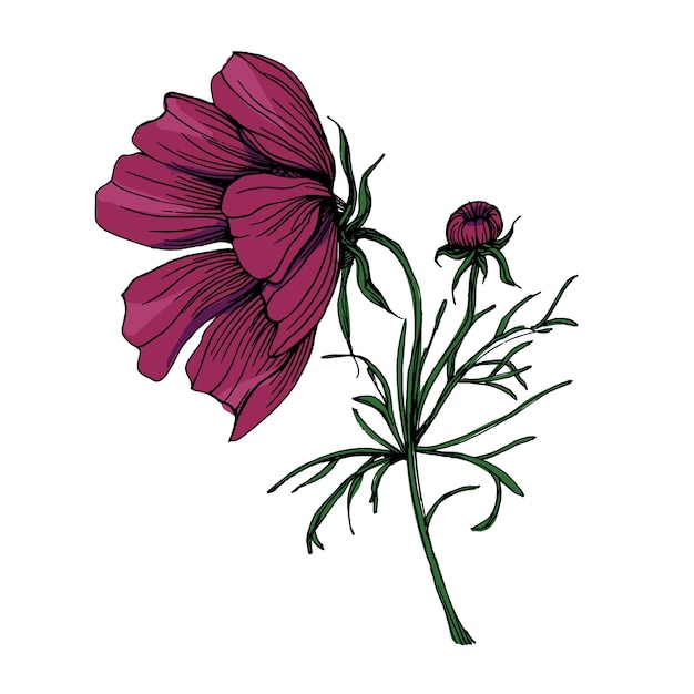 Ilustración vectorial de la flor cosmea dibujada a mano Elementos en el estilo gráfico etiqueta pegatina paquete de menú Ilustración de estilo grabado