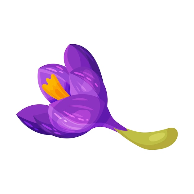 Vector ilustración vectorial de la flor de crocus púrpura en el tallo aislada en un fondo blanco