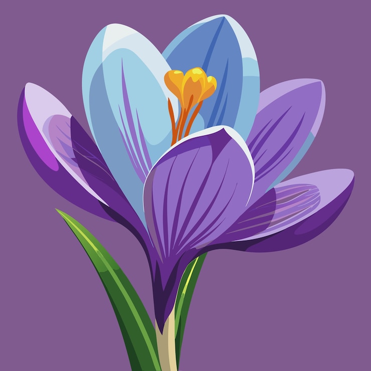 Vector ilustración vectorial de la flor del crocús