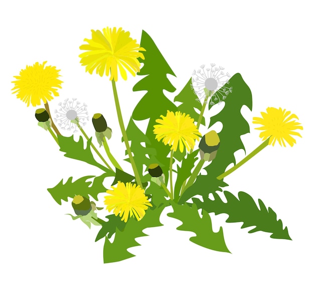 Ilustración vectorial de la flor de diente de león en fondo blanco
