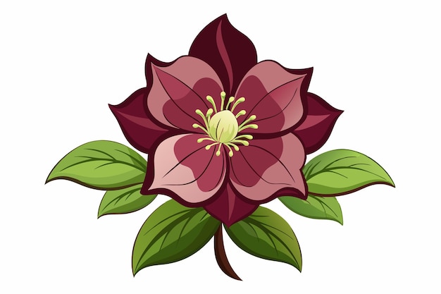 Ilustración vectorial de la flor de eleboro en fondo blanco