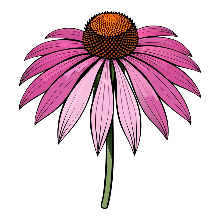 Vector ilustración vectorial de la flor de la equinácea