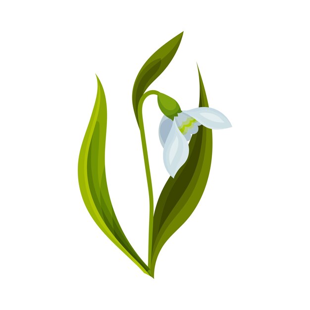 Ilustración vectorial de la flor en forma de campana con hojas lineales y una sola campana caída