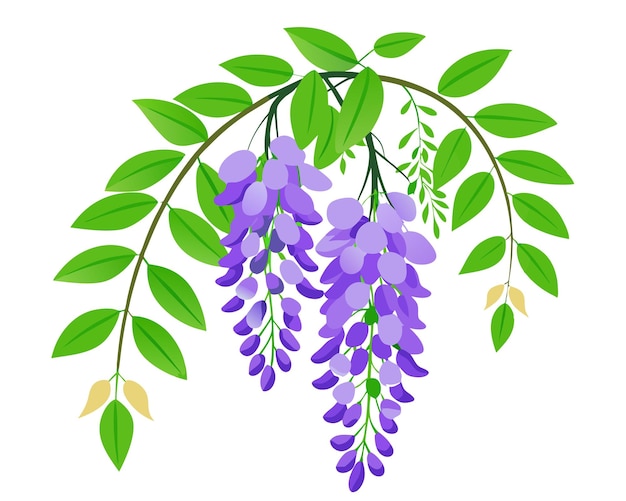 Ilustración vectorial de la flor de glicina con hojas