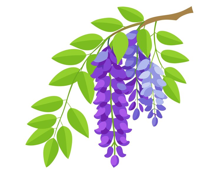Vector ilustración vectorial de la flor de glicina con hojas
