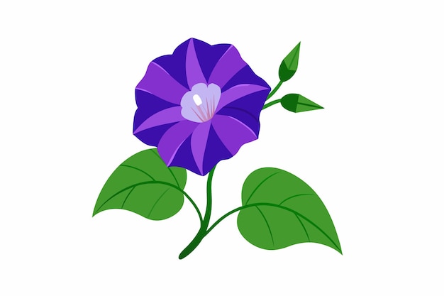 Vector ilustración vectorial de la flor de la gloria matinal