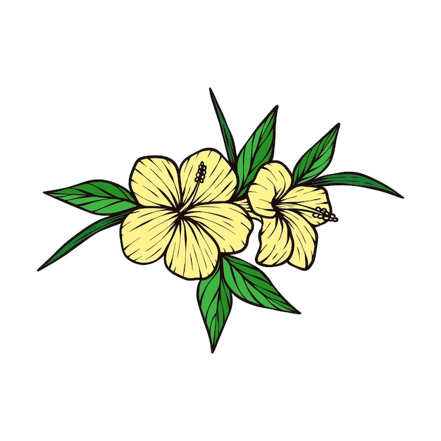 Ilustración vectorial de la flor del hibisco dibujada a mano