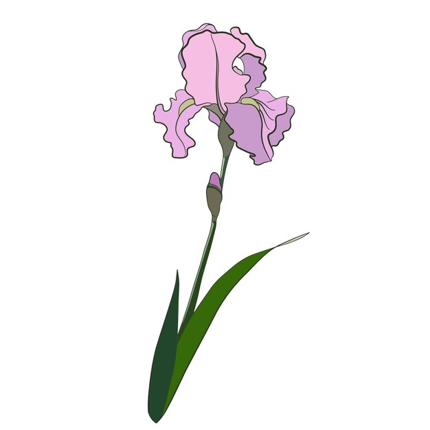 Ilustración vectorial de la flor de iris