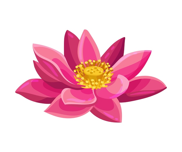 Ilustración vectorial de la flor de loto con grandes pétalos vistosos aislados en un fondo blanco