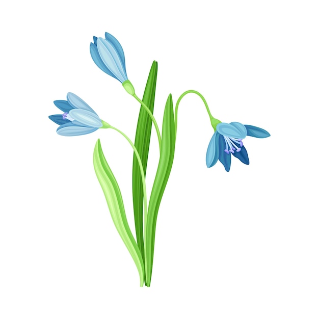 Ilustración vectorial de la flor o la flor de la gota de nieve azul en el tallo o el tallo con hojas lineales
