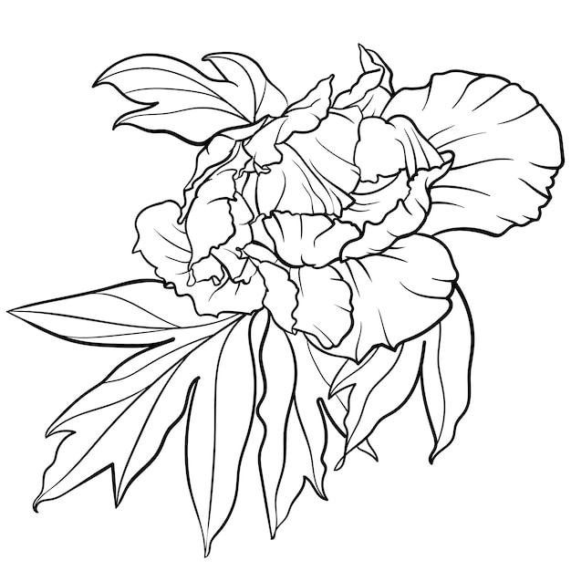 Ilustración vectorial de la flor de la peonía de contorno en blanco y negro para colorear páginas