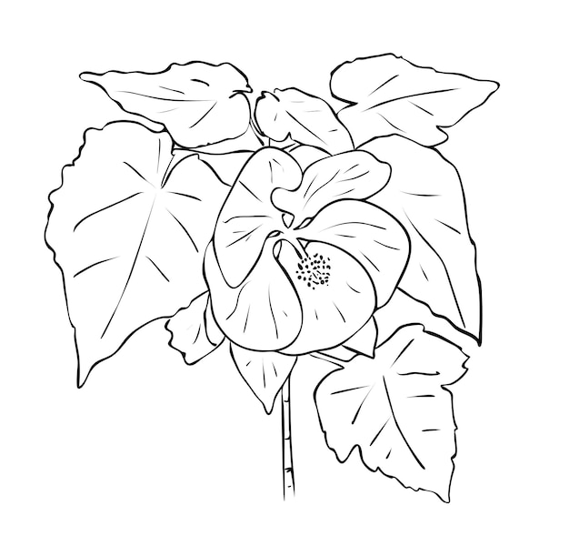 Ilustración vectorial, flor de planta de interior abutilon aislada con hojas en colores blanco y negro, dibujo de contorno pintado a mano