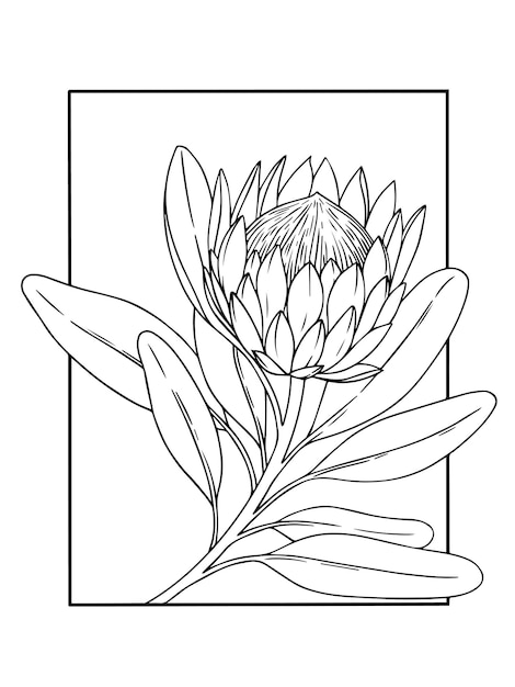 Ilustración vectorial de la flor de protea en el cuadro en el libro de colorear de estilo boceto
